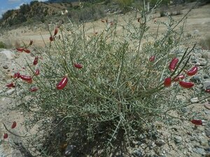 Astragalus pachypus Plant